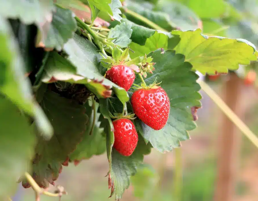 Fruit opslag door Van Acht