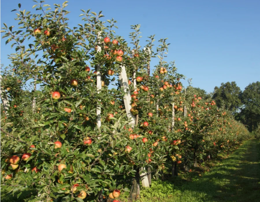 Groente opslag bij Van Acht Logistics